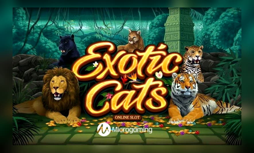 170 Free Spins no deposit casino at Alf Casino