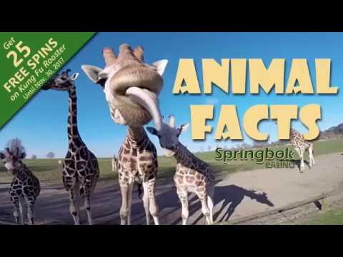 Fun Fact About South African Wildlife at Springbok Online Casino South Africa