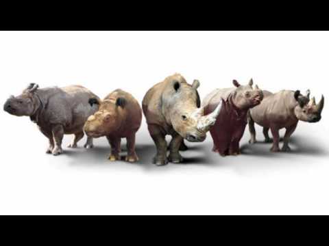 South African Online Casino South Africa Celebrates World Rhino Day with R1500 No Deposit Bonus