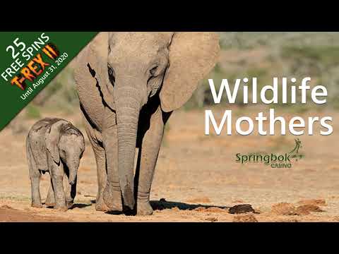 Springbok Online Casino South Africa Celebrates Women's Day