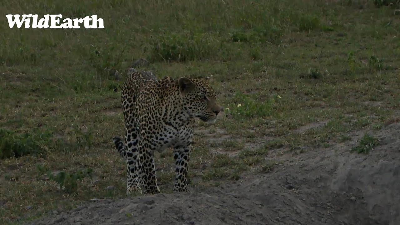 WildEarth – Sunset Safari – 22 Jan 2023